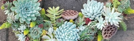 Plants & Succulents
