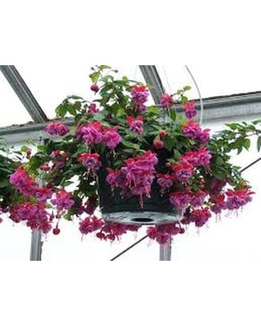 Premium Hanging Basket - Shade Plant