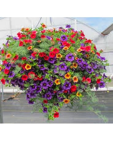 Premium Hanging Basket - Sun Plant